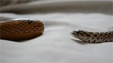 rainfeltcd:  edgebug:  pretzel-the-hognose:  [X]  HELLO SNAKE. I AM SNAKE TOO! WE ARE SNAKE! WHY ARE YOU NOT MOVING, SNAKE? LET ME CUDDLE YOU TO FIND OUT. SNAKE? ARE YOU ALL RIGHT? I AM CONCERNED  The cute, I can’t even…. 