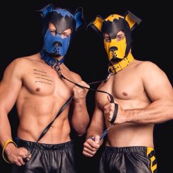 muscular leather dogs collared and leashed