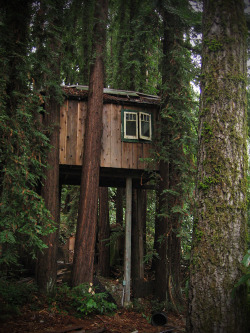 tides:  treehauslove:  Meditation Treehouse. A great meditation spot about 12 feet up in redwood trees. Fresh mountain air and beautiful nature is all you need. Located in Boulder Creek, California, USA. Treehouse book recommendation: Tree Houses You