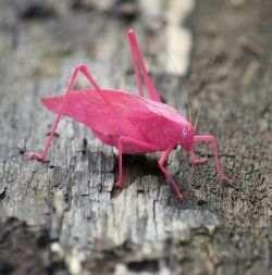 pinkismykink:  The pink katydid is a result of erythrism — a rare genetic mutation that allows for abnormal amounts of red pigment or the absence of normal pigment — in this case greens and browns.