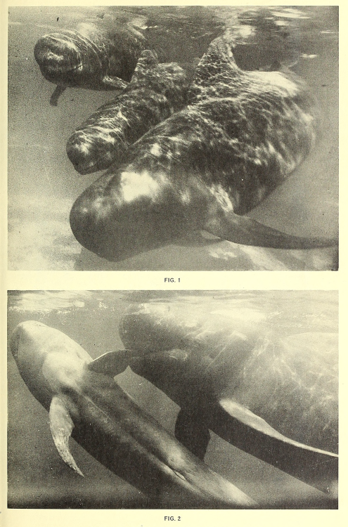 nemfrog:  Pilot whales. Zoologica. May 9, 1962. Internet Archive 