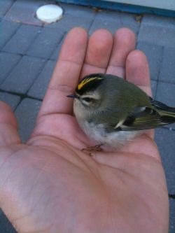 lcuigi:  rynnay:  spookyprincesshajimeichinose:  awwww-cute:  Found this little guy at college today  I wonder what he is majoring in.  maybe neuroscience.   birdsphere