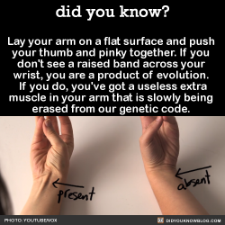 varkarrus:  ghostfiish:  inverted-mind-inc:  knightthreethousand:  did-you-kno:  Lay your arm on a flat surface and push  your thumb and pinky together. If you  don’t see a raised band across your  wrist, you are a product of evolution.  If you do,