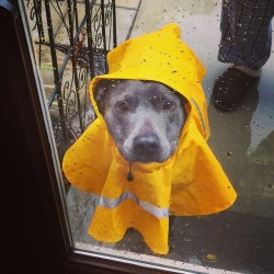 snapgif:  My pitbull Piglet in her little yellow raincoat. (chandler346) 