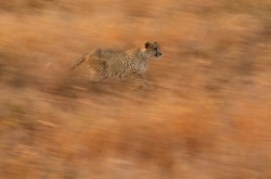 The paws are quicker than the eye (Cheetah in Kruger National Park, South Africa)