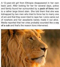 kaminas-spirit:lolshtus:Lions Save Kidnapped Girlif lions are coming to rescue someone, you have to know what you’re doing is wrong. you know, in that moment before you’re torn in to tiny little pieces by said lions 