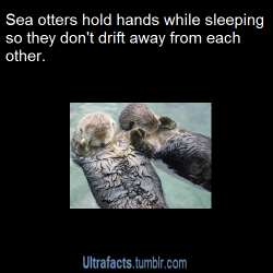 ultrafacts:  katou-pitou:  ultrafacts:  businessof-misery-:  ultrafacts:  Source For more posts like this, follow the Ultrafacts Blog!  otters are literally the cutest things in the world    They don’t want to go to the otter side alone   