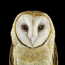 asylum-art-2:  “ Who’s Who”    by Brad Wilson  These owls may wear the same game face, but when it comes to personality, they’re as different as day and night.       SEE THE  LEGENDS: It’s not easy to get owls to mug for the camera. Even