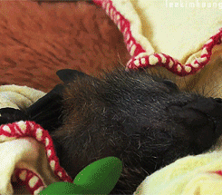 nintendonut1:  princess-kurloz:  fiduspawner:  gothiccharmschool:  I think today needs an adorable baby bat wiggling its ears at us. Yes.   PEOPLE??? ARE AFRAID OF BATS???? FOR SOME REASON????  asdfjkl;;;; I am dead  kyah! 