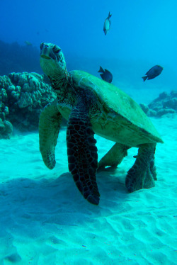 Taking a stand (Green Sea Turtle)