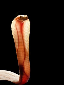 sixpenceee:  The baby cobra’s skin is so translucent you can see it’s veins and heart. 
