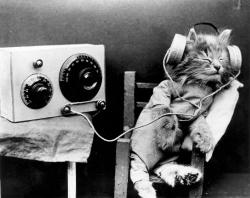 A cat wearing headphones to listen to a radio, 1926.
