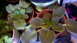 kihaku-gato:  plantpest:  ileftmyheartinwesteros:  Can anyone please help me figure out why my African violets aren’t flowering? I water them from below and I’m moving them around to see where they get the best indirect sunlight(they’re getting