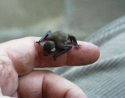 bestianatura:  The  Bumblebee Bat lives throughout Thailand and southern Burma inside  limestone caves. They’re about 1.1 inch long and weigh only 2 grams. Due  to human development in the region, their numbers have been  significantly reduced.