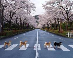 meltakposts: さくら, サクラ  Cherry blossoms in Japan .  The Shee-tles 