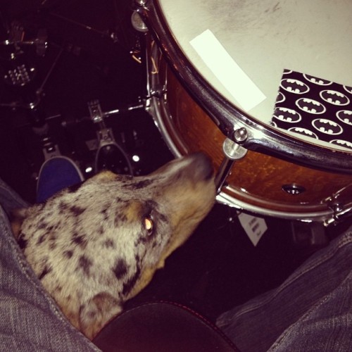 Our new drum tech is on the case of the out of tune snare&#8230; Best part is we only pay him in food! 
#bluethedrumtech #doggydrumtech #drumtech #dogstagram #bulkingseason  (at The Rebel Light HQ)