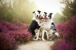 thefingerfuckingfemalefury:  r0s3b:  thefingerfuckingfemalefury:  paige-forsyth:  coffee-tea-and-sympathy:  Alicja Zmyslowska is a pet photographer based in Poland that takes incredibly vibrant and lively portraits of dogs for a living.  this is the only
