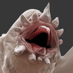 A monster? An alien? Nope, this is a macroscopic image of a Polychaete, or bristle worm. They can survive intense sea pressures and some live around deep sea vents, miles below the surface.