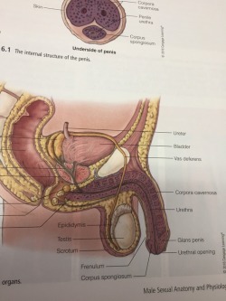 varj21:  circumcisedperfection:  When you find a US sex health book and the only reference of foreskin is about its removal. This is a society that knows best. Circumcision so common that it’s all you can find in a book. The uncut lads flicking through,