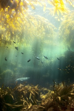 0ce4n-g0d:  Kelp Forest | Cameron D Smith