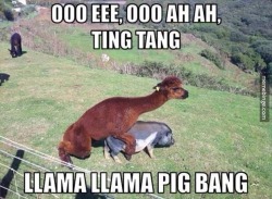 extraneousredux:  georgetakei:  Llama tell you, it’s a pig one. http://ift.tt/1gBXJn6  I may have just texted this to eight of my closest friends. 