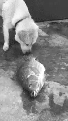 brittanaluv:  setbabiesonfire:  itcuddles:  Animals are better than people, look this dog trying to save the fish. Omg, it broke my heart.  This implies that the dog is intelligent enough to not only recognize that a fish lives in water, but that without