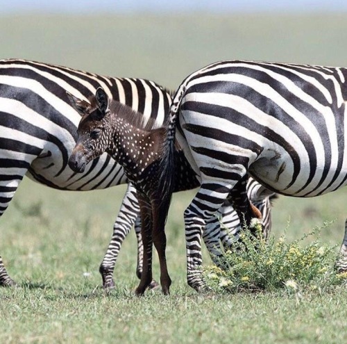 blondebrainpower:  This rare Zebra foal was born with spots instead of stripes. Kenya, Masai Mara National ReservePhoto by Frank Liu  