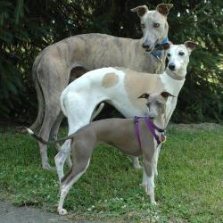 thewonderwhippet:  everythingsasignofmyastrology:  Trifecta of perfection  Good size comparison of the Greyhound, Whippet, and Italian Greyhound. All gorgeous breeds. &lt;3