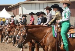 natshorses:  lycej3:  Arizona sun country circuit line up  Wait so if I show western I can wear bright colours where do I sign up.  I love how they&rsquo;re all mostly chestnuts with the earpieces all on this side, looks cool