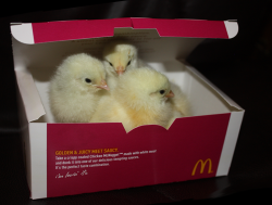 dragondicks:  cupsnake:  Pepper and friends explore where no chickens have gone before as far as she knows in her nugget box space ship. Tiny pretend space explorers!  these chicken nuggets are fucking raw get me the manager 