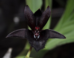 libutron: Black Orchid - Fredclarkeara Black Lace ‘Baker’s Dark Angel’  In nature, black flowers are rare. The reality is that there is almost no plant in the world that is truly black in color. Most are shades of deep blue or reds or purples.