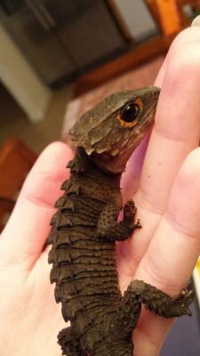 its-just-aaron:  faithbeforefear:  Little baby!  That is a rl dragon 