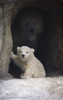 jacensolodjo:  awwww-cute:A Polar Bear and her Cub (Source: http://ift.tt/2u54MQv) @artemispanthar