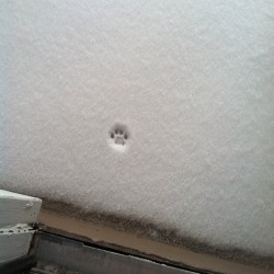 dynastylnoire:How my cat feels about snowthe littlest nope ever