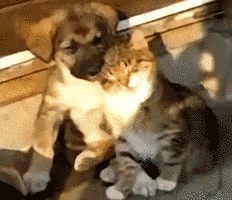 the-purple-bat:  aster109:  sailorhatesjane:  pantslessyoda:  THIS IS MY FAVORITE THING EVER  no words  I love how the puppy really carefully lies down and the kitten just goes like - BAM.   AHAHAAHAHAH WHEN MY SIBLINGS SLEEP ON MY SHOULDER LIKE THAT
