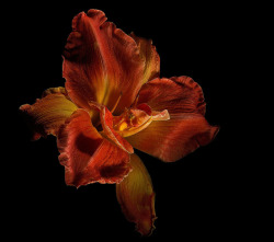 wapiti3:  golden lily (Hemerocalis) on Flickr.Via Flickr: Gregory and Verena Sava  Photos  