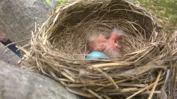 Another picture of the baby birds in my backyardSource