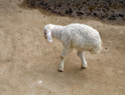 mancavedaily:  sixpenceee:  A farmer in China has spared the life of a two-legged lamb after being inspired by its struggle to survive. Farmer Cui Jinxiu, from Laizhou in the Shandong province, said the lamb was one of two born last month. The family