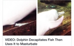 biphoenix:  alienbigcats:  termanal-velocity:  basicmom:  we all have our kinks but this is some next level shit  Dolphins are more brutal than sharks  Some dolphins wrap live eels around their dicks to jack it.  i could have gone the rest of my life