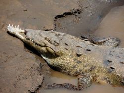 congenitaldisease:  A crocodile missing half of it’s upper jaw.