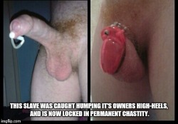 Permanent chastity for the slave pervert! #PermanentChastity