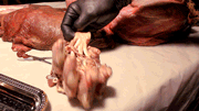 meddlingwithnature:  A little gif of a paw dissection done at the Art Academy of Cincinnati