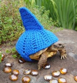 subtothecore: asylum-art-2:    	 		 						 							 					When a woman knits costumes for her turtles… The creations of Katie Bradley, who has fun knitting adorable costumes for her 10 turtles…   diaryof-alittleswitch giggles