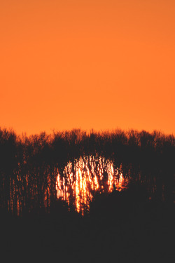 lsleofskye:  Sunset Through Trees 