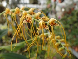 orchid-a-day: Masdevallia lehmannii Syn.: Spilotantha lehmannii; Masdevallia densiflora; Spilotantha densiflora February 19, 2019  