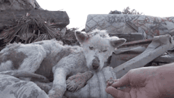 gifsboom: A homeless dog living in a trash pile gets rescued. Video 