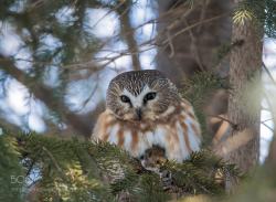 rokuthecat:  Northern Saw-whet owl - Petite nyctale by franstonge with a White-footed mouse - avec une souris à pattes blanches canada,forest,winter,bird,nature,tree,animal,wildlife,mouse,wild,arbre,hiver,oiseau,faune,animaux,sauvage,souris
