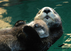 dailyotter:  Sea Otter Mother Holds Her Napping Pup on Her BellyThis is an older photo of Aniak and her pup Sekiu, who was born in January 2012.Via Seattle Aquarium  OH NO