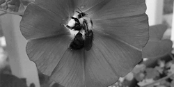 theevildana:  asongforvale: kinpunshou:  so this morning i was playing with the slow-mo mode on my phone, hoping to get a majestic vid of a bumblebee taking off but instead i found this dumbfuck  Pollen too loud   &ldquo;Oh, no no no no no!&rdquo;