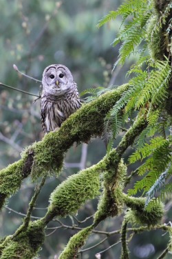 oceanpath:  Barred Owl (by Mike Baker on Flickr) 